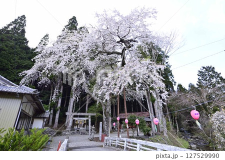 小野津島神社の天王桜 127529990