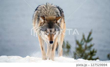 Majestic Wolf Walking Through Snow Near Lake at Dawn in Winter Wilderness 127529994