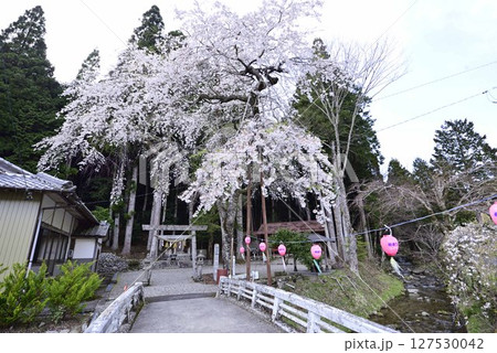 小野津島神社の天王桜 127530042