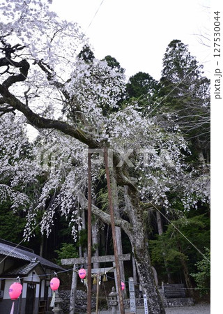 小野津島神社の天王桜 127530044