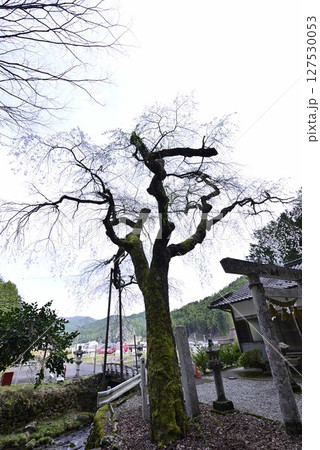 小野津島神社の天王桜 127530053