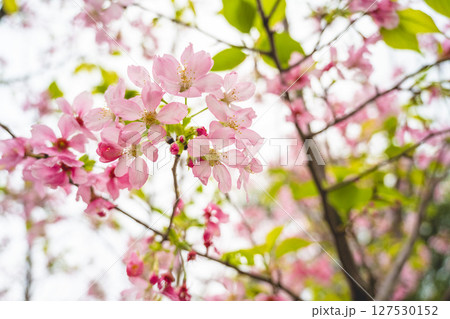 桜 さくら サクラ 127530152