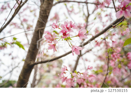 桜 さくら サクラ 127530155