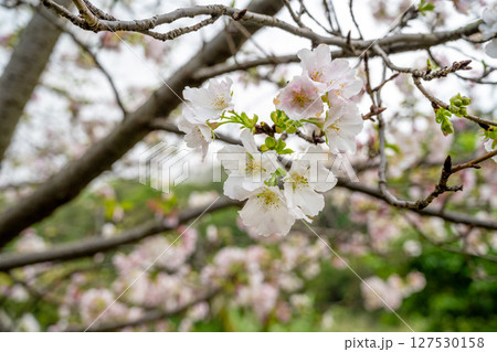 桜 さくら サクラ 127530158