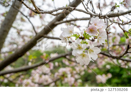 やまざくら きれい 美しい 127530208