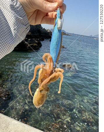 イカの餌木でタコ 127530220
