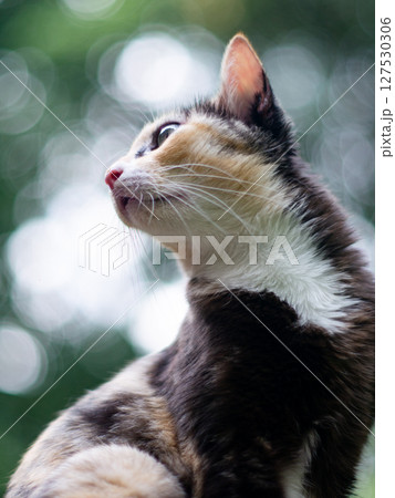 portrait of cute calico cat with green eyes with nature green bokeh background. portrait of cute calico cat with green eyes with nature green bokeh background. 127530306