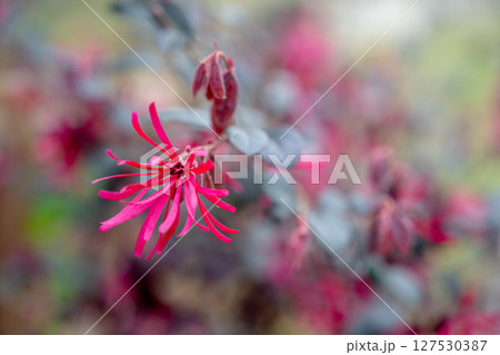 美学 審美 美 127530387