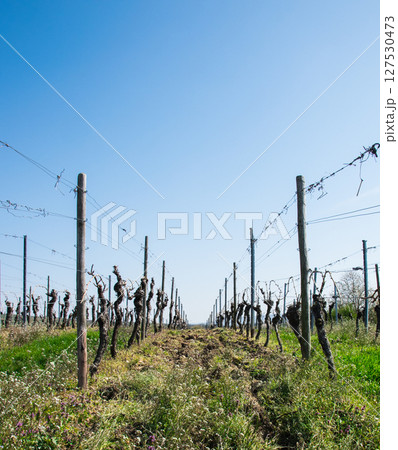 Landscape of vineyard with much empty trees and green gras with flowers in the sun day. Spring nature background. 127530473