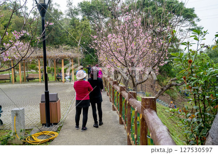 ダベンポート 花期 桜 127530597