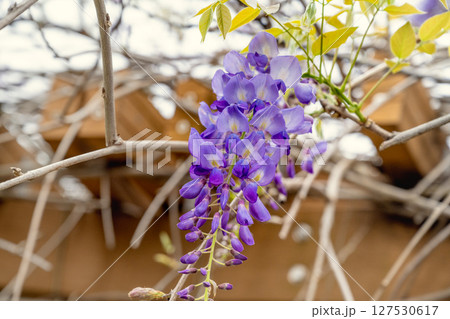 きれい 美しい 綺麗 127530617