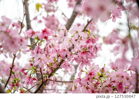 きれい 美しい 綺麗 127530847