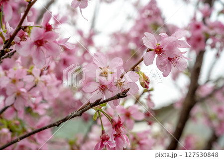 きれい 美しい 綺麗 127530848