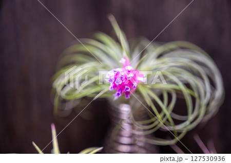 植物 工場 プランツ 127530936