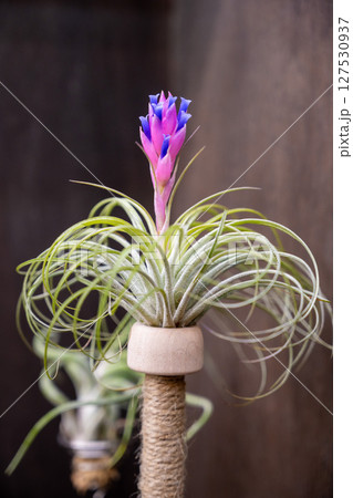植物 工場 プランツ 127530937