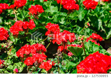 Flowers with red petals on buds on flower bed close-up, selective focus Flowers with red petals on buds on flower bed close-up, selective focus 127530955