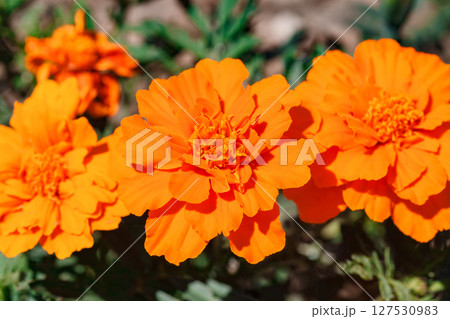 Flowers with orange petals on buds close-up, selective focus  127530983