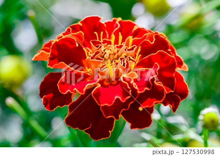 Flower with red wavy petals on bud, close-up, selective focus Flower with red wavy petals on bud, close-up, selective focus 127530998