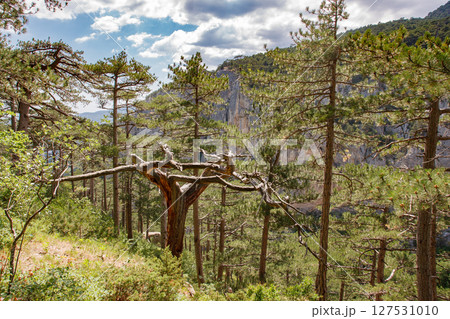 Pine trees in coniferous mountain forest with steep cliffs sheer Pine trees in coniferous mountain forest with steep cliffs sheer 127531010