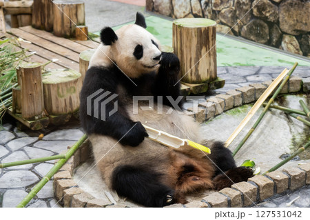 中国への帰国する直前のパンダ アドベンチャーワールド 2025年6月10日 中国への帰国する直前のパンダ アドベンチャーワールド 2025年6月10日 127531042