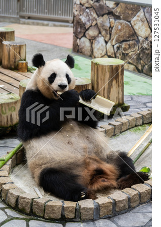 中国への帰国する直前のパンダ アドベンチャーワールド 2025年6月10日 中国への帰国する直前のパンダ アドベンチャーワールド 2025年6月10日 127531045