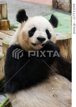 中国への帰国する直前のパンダ アドベンチャーワールド 2025年6月10日 中国への帰国する直前のパンダ アドベンチャーワールド 2025年6月10日 127531049
