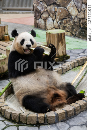 中国への帰国する直前のパンダ アドベンチャーワールド 2025年6月10日  中国への帰国する直前のパンダ アドベンチャーワールド 2025年6月10日  127531053