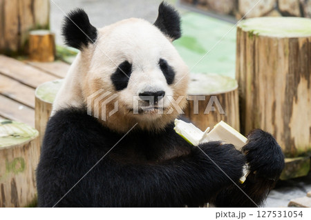 中国への帰国する直前のパンダ　アドベンチャーワールド　2025年6月10日　 127531054