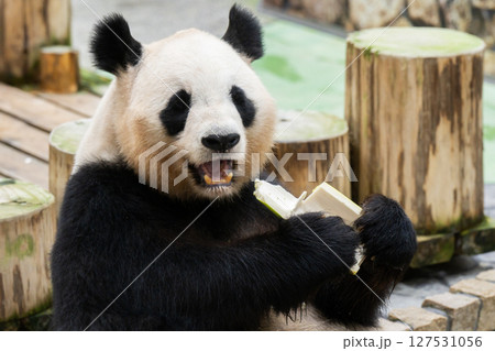 中国への帰国する直前のパンダ　アドベンチャーワールド　2025年6月10日　 127531056
