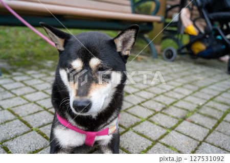 台湾 柴犬 鳥羽 127531092