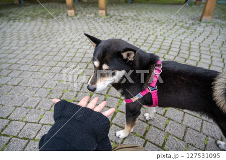 台湾 柴犬 鳥羽 127531095