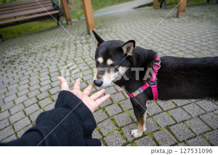 台湾 柴犬 鳥羽 127531096