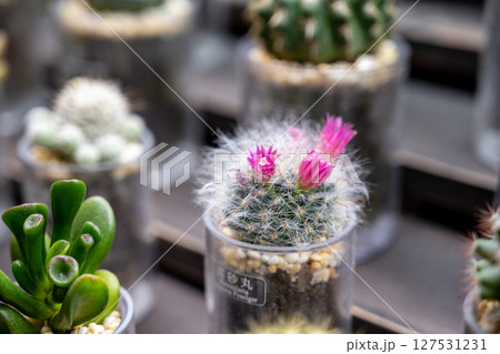 植物 植物学 サボテン 127531231