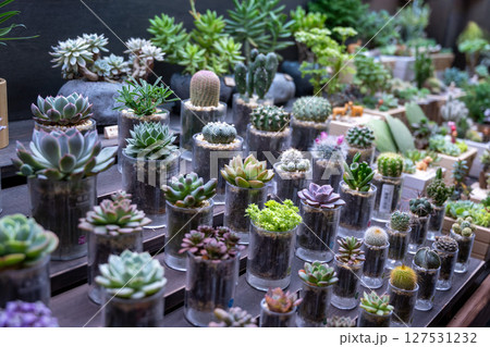 植物 植物学 サボテン 127531232