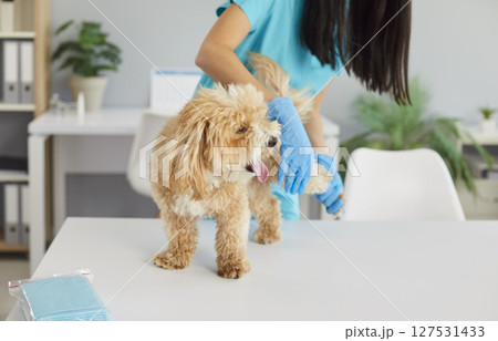 Veterinary nurse examining maltipoo dog, looking for hind leg injury during medical exam in clinic. Veterinary nurse examining maltipoo dog, looking for hind leg injury during medical exam in clinic. 127531433