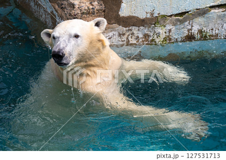天王寺動物園 水遊びをするホッキョクグマ 天王寺動物園 水遊びをするホッキョクグマ 127531713