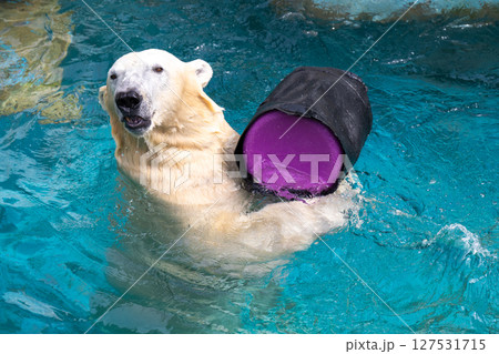 天王寺動物園 水遊びをするホッキョクグマ 天王寺動物園 水遊びをするホッキョクグマ 127531715