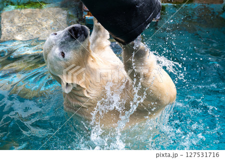 天王寺動物園　水遊びをするホッキョクグマ 127531716