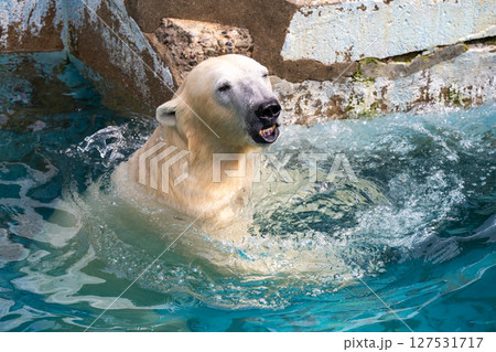 天王寺動物園　水遊びをするホッキョクグマ 127531717
