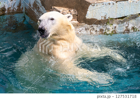 天王寺動物園　水遊びをするホッキョクグマ 127531718