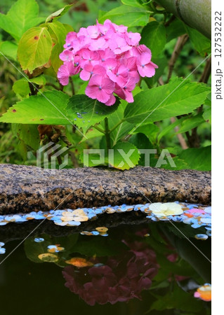 水面に映る紫陽花 127532222