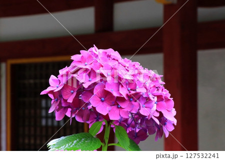 山門の前に咲く紫陽花 山門の前に咲く紫陽花 127532241