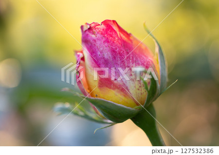 Rosebud in the sunset light, close up 127532386