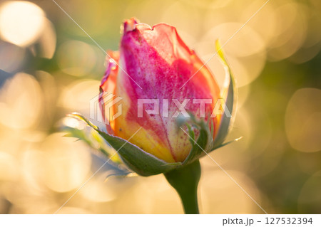 Rosebud in the sunset light, close up Rosebud in the sunset light, close up 127532394