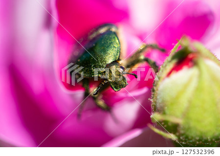 Emerald-hued beetle dusted with golden pollen, resting on the velvety petals of a rose, close-up Emerald-hued beetle dusted with golden pollen, resting on the velvety petals of a rose, close-up 127532396
