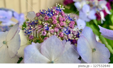 紫陽花クローズアップ(青色・ピンクの両性花、白色の装飾花)〈形原温泉あじさいの里/愛知県蒲郡市 紫陽花クローズアップ(青色・ピンクの両性花、白色の装飾花)〈形原温泉あじさいの里/愛知県蒲郡市 127532640