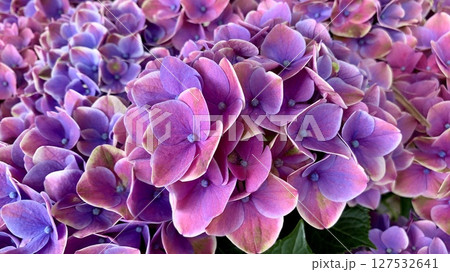 満開の紫陽花クローズアップ(赤紫色)〈形原温泉あじさいの里/愛知県蒲郡市〉 満開の紫陽花クローズアップ(赤紫色)〈形原温泉あじさいの里/愛知県蒲郡市〉 127532641