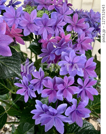 満開の紫陽花(紫色)クローズアップ〈形原温泉あじさいの里/愛知県蒲郡市〉 127532643