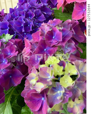 花びら(装飾花)がカラフルな紫陽花のクローズアップ〈形原温泉あじさいの里/愛知県蒲郡市〉 127532644