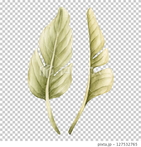 Banana Palm Tropical Leaves. Exotic African jungle rainforest green plant. Watercolor hand painted summer floral isolated illustration on white background cute kids nursery design poster baby shower Banana Palm Tropical Leaves. Exotic African jungle rainforest green plant. Watercolor hand painted summer floral isolated illustration on white background cute kids nursery design poster baby shower 127532765